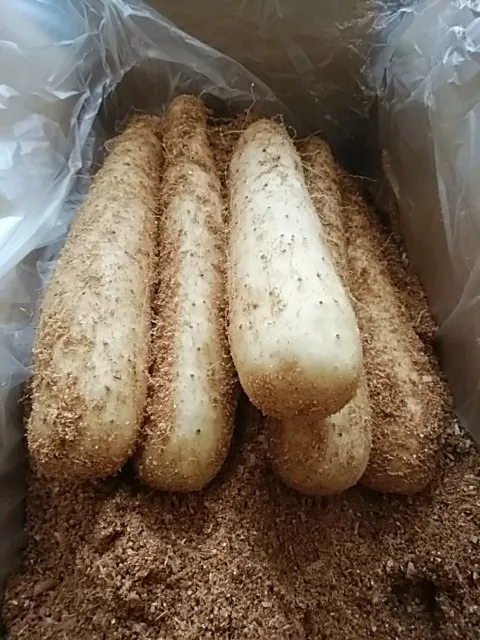 今年の長芋